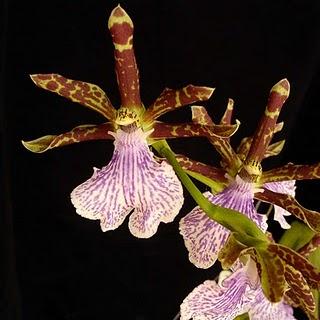 Locos por las orquídeas