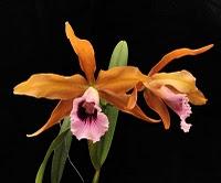 Locos por las orquídeas