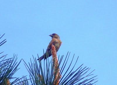 Confirmada la cría de piquituerto en Salas