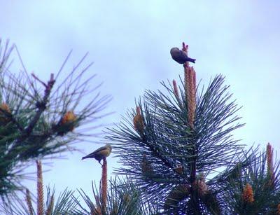 Confirmada la cría de piquituerto en Salas