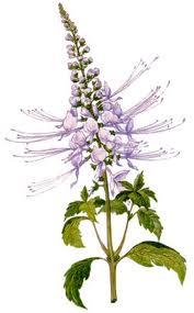 El té de Java o las bondades del ortosifón en fitoterapia