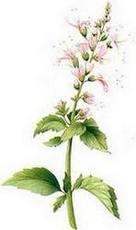 El té de Java o las bondades del ortosifón en fitoterapia