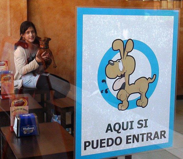 Un cambio en la ordenanza permite la entrada de perros en las cafeterías y bares de Gijón
