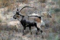 La población de cabra montés en Sierra Nevada