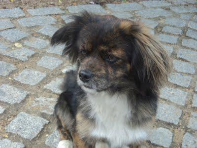 Rumi, sus dueños se han ido y él espera.