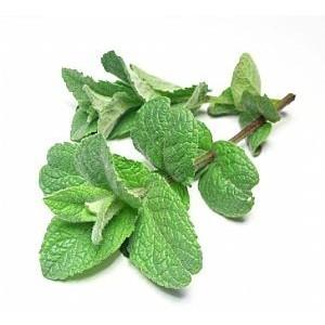 Aceite de menta para tus pies