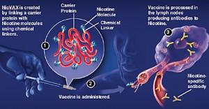 La 1ª vacuna contra el tabaquismo llegará a USA el año que viene