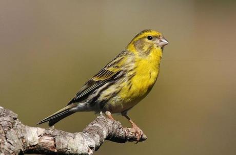 ¿Sabías que los pájaros cantan más debido al ruido de las ciudades?