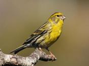 ¿Sabías pájaros cantan debido ruido ciudades?