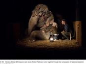 Imágenes Water elephants