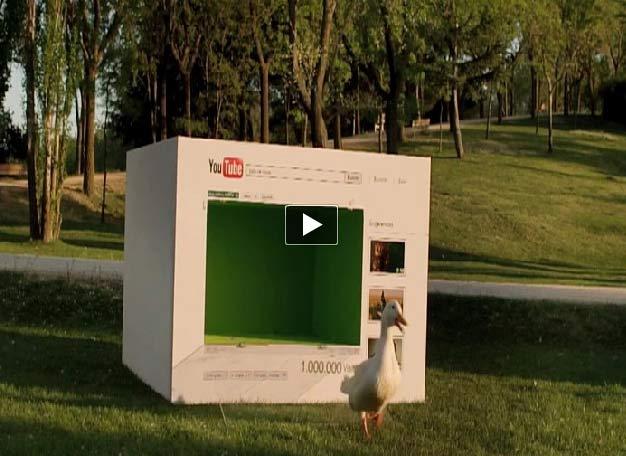 El pato Willix ha sido liberado