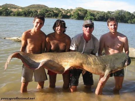 PESCA DEL SILURO EN EL EBRO