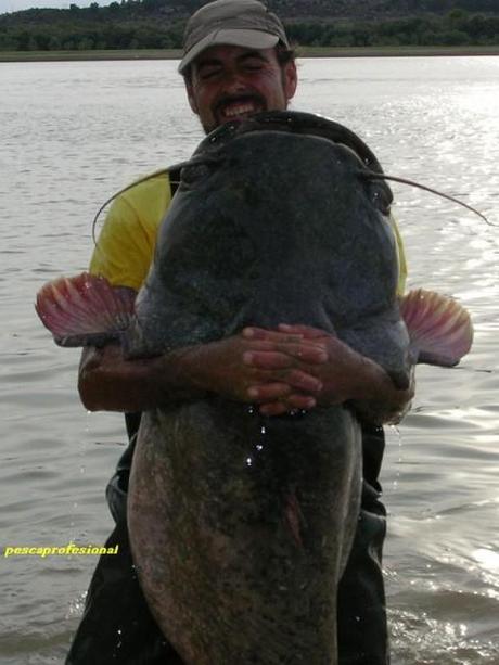 PESCA DEL SILURO EN EL EBRO