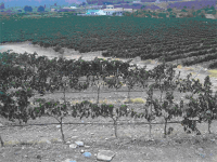 ONEGAR TEMPRANILLO 2007 ( Finca Onegar Purchena - Valle del Almanzora (Almería)