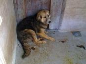 Miky muere perrera, verdad urgente!