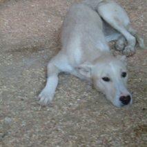 A Blanca la devuelven por ..... cariñosa