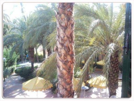 Elche y la belleza con objetivo