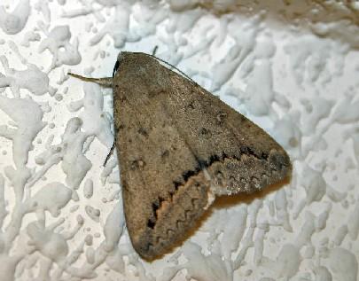 La polilla del alpiste