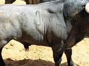 victorinos para mañana