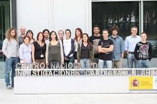 Generan un ratón con estenosis aórtica al ser alimentado con dieta rica en colesterol y vitamina D