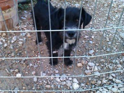 WENDY, CACHORRA DE 7 MESES PRECIOSA CRUCE DE SNAUZER EN ADOPCION. (MURCIA)