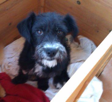 WENDY, CACHORRA DE 7 MESES PRECIOSA CRUCE DE SNAUZER EN ADOPCION. (MURCIA)