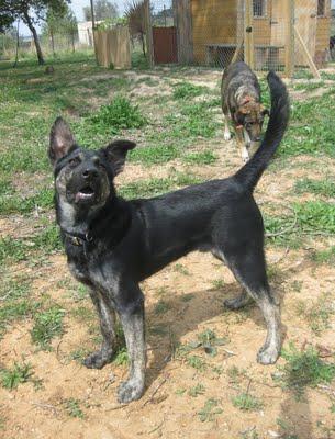 PARKER CACHORRO DE 4 MESES - MESTIZO DE PASTOR