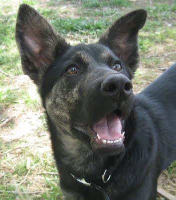 PARKER CACHORRO DE 4 MESES - MESTIZO DE PASTOR