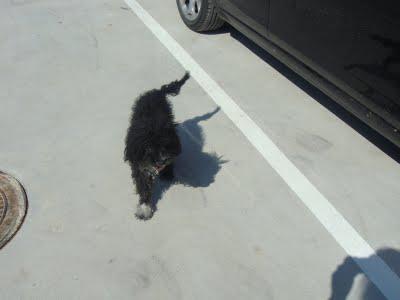 LUCKY - cruce de caniche de 7 años - Madrid - Urgente!!!