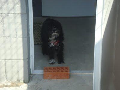 LUCKY - cruce de caniche de 7 años - Madrid - Urgente!!!