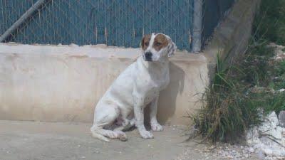 Dartacán, en adopción.