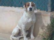 Dartacán, adopción.