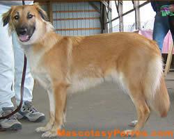 Fotos perros Chinook 