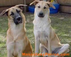 Fotos perros Chinook 