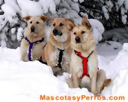 Fotos perros Chinook 