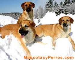 Fotos perros Chinook 