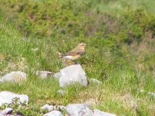Segunda oleada de migración de collalbas grises