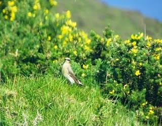 Segunda oleada de migración de collalbas grises