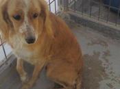 Nani, sufrimiento nombre perrita