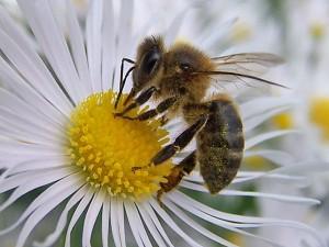 Los beneficios del polen: energético y vigorizante