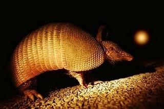 Según una investigación los armadillos son la  fuente de la lepra en EEUU