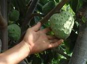 chirimoya, ‘viagra natural’