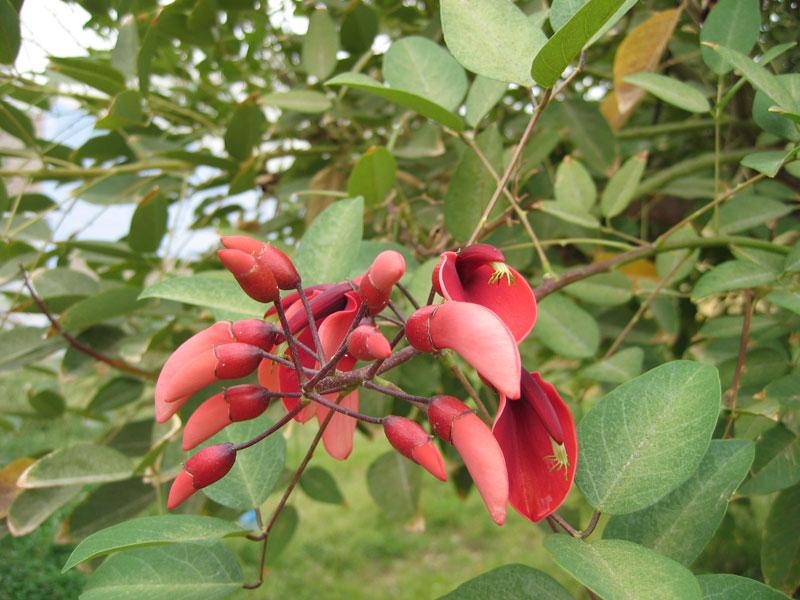 El Ceibo /Seibo-Erytrina crista galli