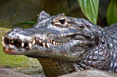 ENCUENTRA UN COCODRILO EN SU BAÑO