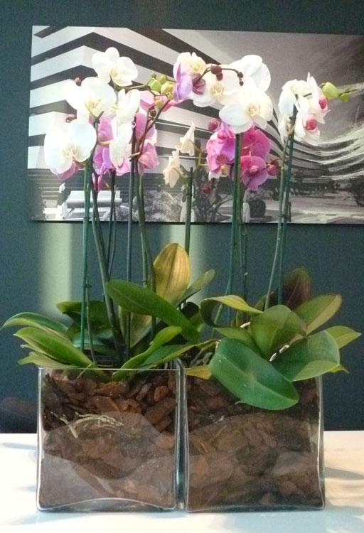 Regala A-cero Floral en el día de la madre