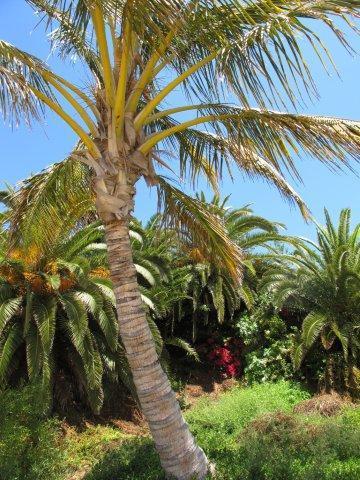  Palmeras para leer a su sombra en la playa del Gorriones