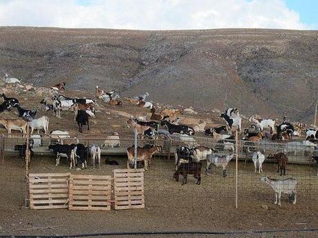 DE NUEVO FUERTEVENTURA Cabras Majoreras en la finca La Pastora