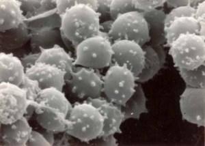 El peligro de vivir en pequeñas comunidades