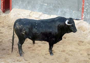 Garcigrandes para mañana