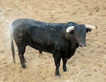 Garcigrandes para mañana